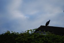 peacock2.JPG
