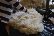 shear1.JPG