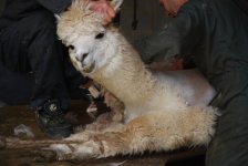 shear2.JPG