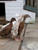 ducks.jpg
