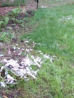 feathers.jpg