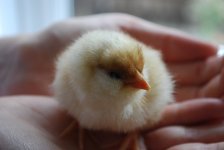 newchicks4.JPG