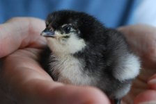 newchicks3.JPG