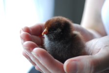 newchicks2.JPG