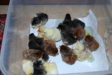 newchicks1.JPG