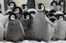Myrecent penguin hatch.jpg