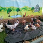 assortedducks.jpg