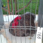 pekin.jpg