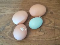Betty's first egg.JPG