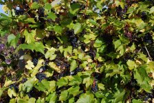 Vines.JPG