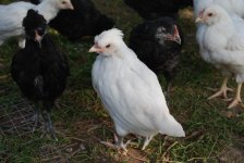 Araucana.JPG
