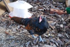 NovBlackspangledcockerel.JPG
