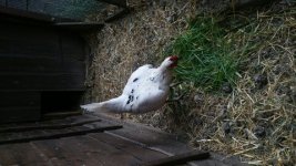 pobbers pics 1227.jpg