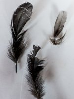 Feathers.jpg