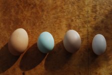 eggs.jpg