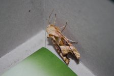 moth2.jpg