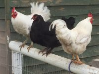 Chicken1.jpg
