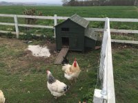 Chicken 2.jpg