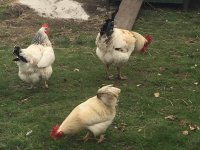 Chicken3.jpg