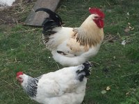 Chicken4.jpg