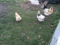 Chicken5.jpg