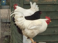 Chicken6.jpg