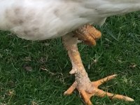 Chicken nearest shed.jpg