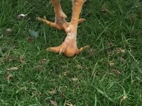 Chicken nearest shed lump on bottom of foot.jpg