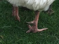 Large male.jpg