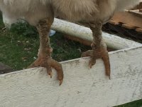 Foot2.jpg