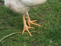 Foot.jpg