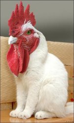 Roostercat.jpg