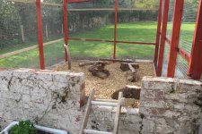 chicken run 4.jpg