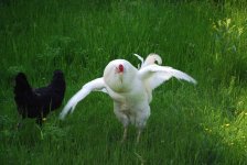 Dancing1.jpg
