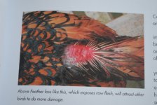 Pecking.jpg