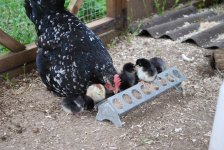 Leghornandchicks2.jpg