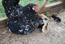 Leghornandchicks1.jpg