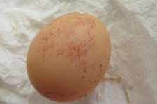 egg.jpg