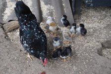 Growingchicks1.jpg