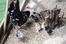 growingchicks4.jpg