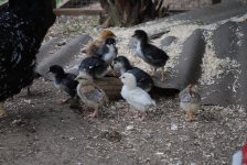 Growingchicks3.jpg