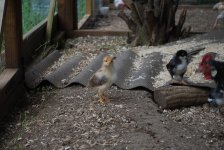 Growingchicks2.jpg