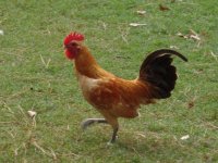 nankin_chickens.jpg