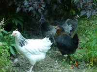 Chickens.jpg