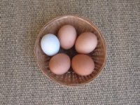 small eggs.jpg