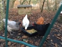 Chickens.JPG