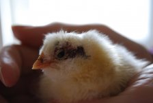 Tweety3.jpg