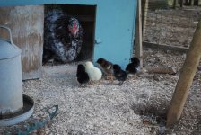 Orp and Cheep.jpg