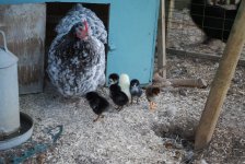 Orp and cheep1.jpg