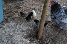 Orp and Cheep2.jpg